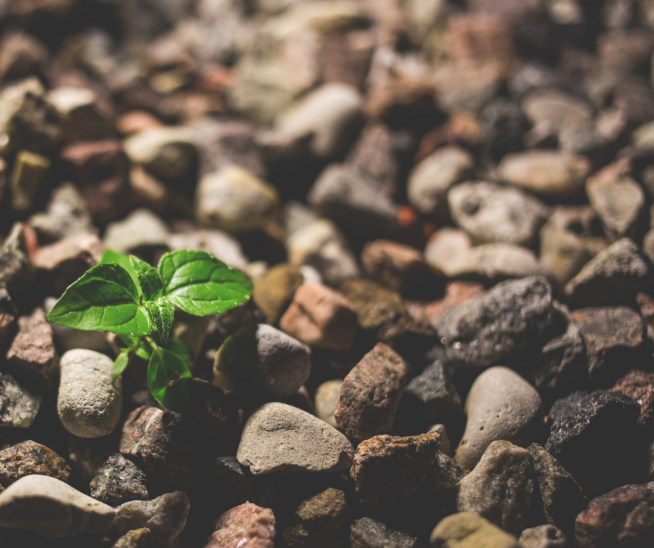 Photo of new sprout in surrounding rocks.